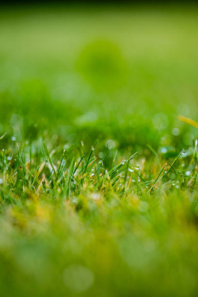 istock Wet grass in the summer.. 2171785018