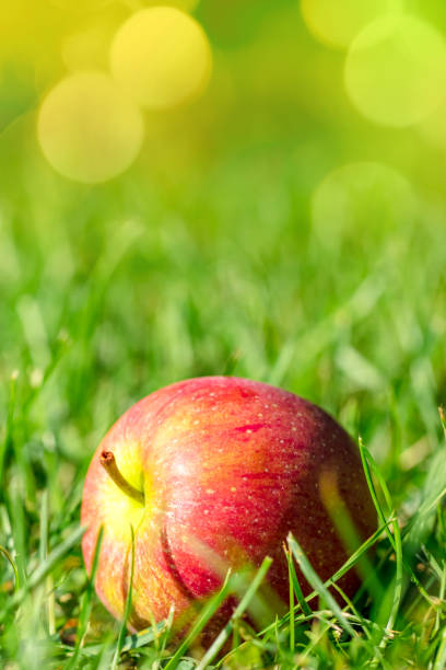 Close-up of a red fallen apple on a green grass background in the orchard garden. Shallow depth of field, beautiful bokeh light. Space for copy.