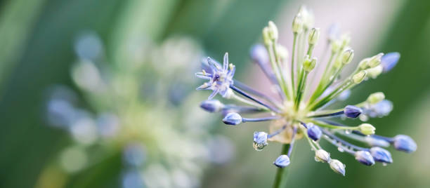 istock Ornamental Onion Flower close-up 2171785361