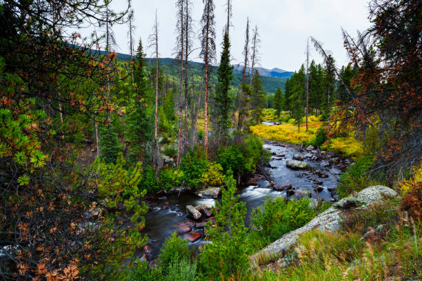 Flowing Creek in Autumn Through Mountain Valley - Scenic views during fall autumn colors.