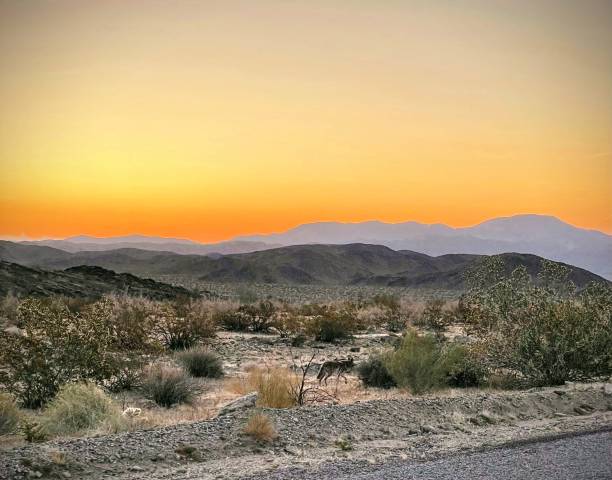 istock Joshua Tree at Sunrise 2171787001