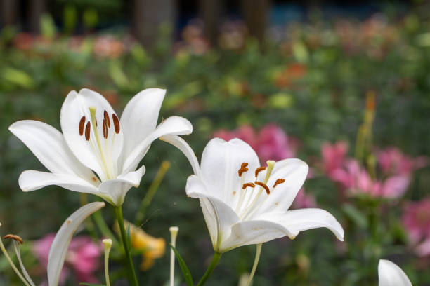 istock Lilies in the summer garden. 2171787832