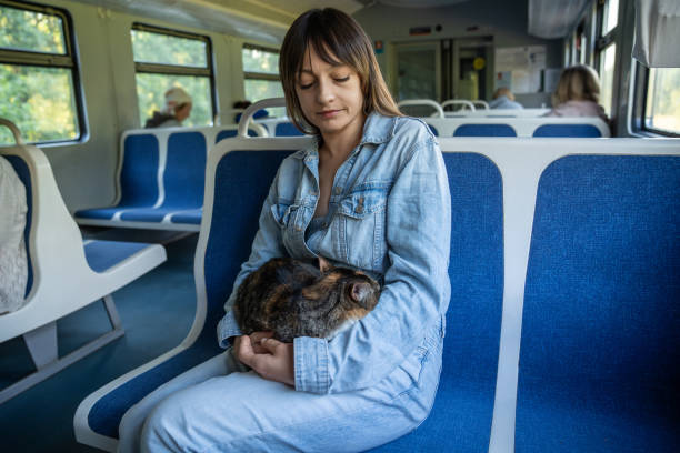 istock Domestic cat travelling on a train, sleeping, napping, sits on female owners lap. 2171789012