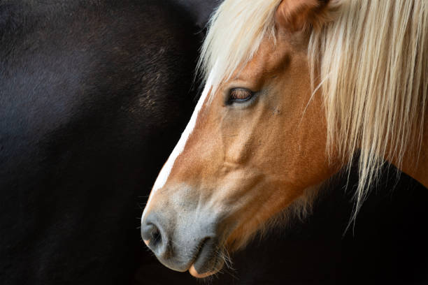 istock Light and Dark Horse 2171790871