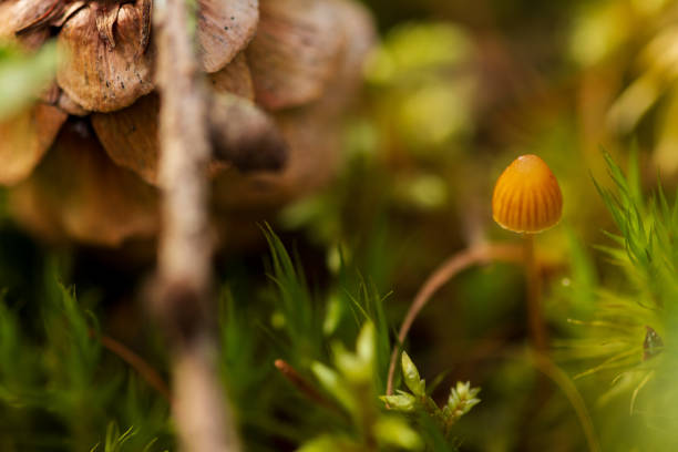 A macrophotography of a tiny brown fungus grows up in a forest between pine cones, moss and twigs