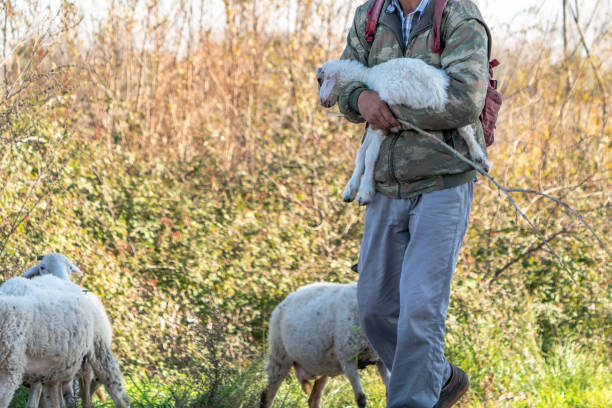 istock Shepherd carrying his lamb on his lap 2171794956