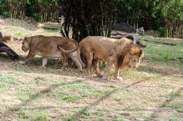 istock A pair of lions in a zoo 2171795911
