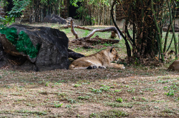 istock Lioness resting in the shade 2171795915