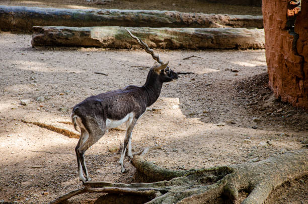 The blackbuck (Antilope cervicapra), also known as the Indian antelope