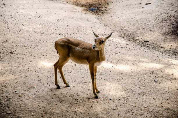 The blackbuck (Antilope cervicapra), also known as the Indian antelope
