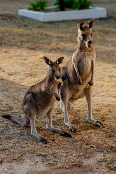 istock Eastern grey kangaroos in a  caravan park in. Canberra 2171797871