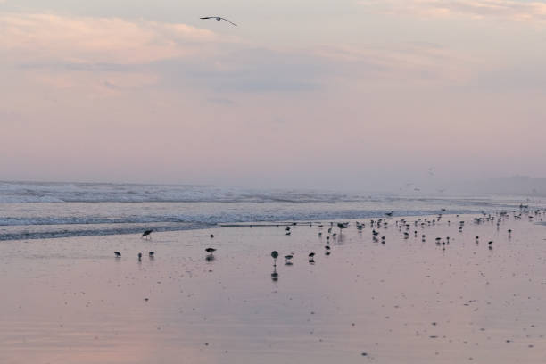 Avalon, New Jersey, USA - A large flock of Sand Pipers and one large laughing gull seagull on the beach at sunset on the coast line of the Atlantic Ocean in this jersey shore town