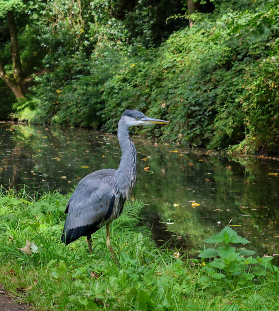 istock Grey Heron, Rochdale Canal, Sowerby Bridge 2171799001