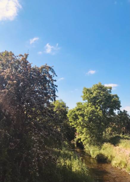 istock bloomed leafy green foliage burch leaves and trees landscape with surrounding beaming sunlight blue sky clouds 2171801483