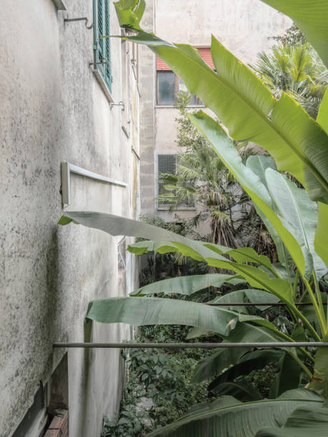 istock Lush Green Foliage in a Courtyard Seen from a Window 2171801500