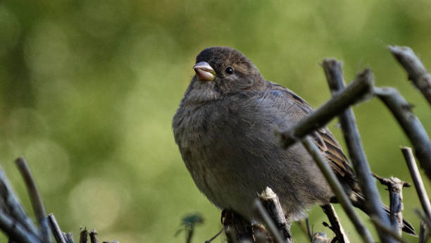 istock female house sparrow close-up 2171803768