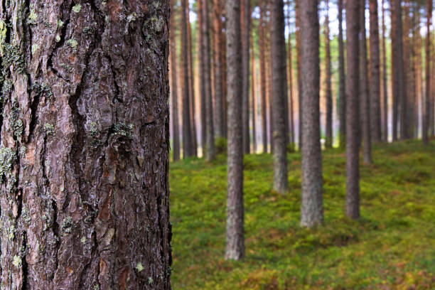 istock A peaceful pine forest with tall, straight tree trunks, perfect for nature lovers and forest photography. Pinus woodland. Southern Finland, Kymenlaakso, Hamina. Selective focus 2171807250