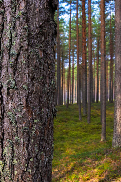 istock A peaceful pine forest with tall, straight tree trunks, perfect for nature lovers and forest photography. Pinus woodland. Southern Finland, Kymenlaakso, Hamina. Selective focus 2171807322