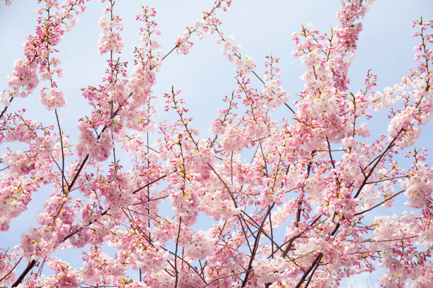 Canada , British Columbia, Vancouver island, Victoria. cherry tree blossoms
