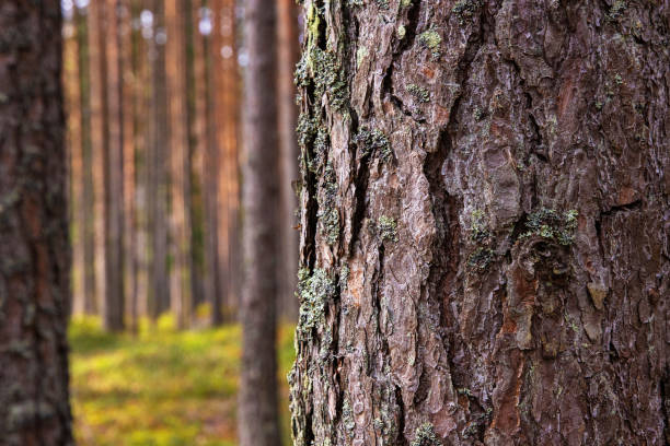 istock A peaceful pine forest with tall, straight tree trunks, perfect for nature lovers and forest photography. Pinus woodland. Southern Finland, Kymenlaakso, Hamina. Selective focus 2171807545