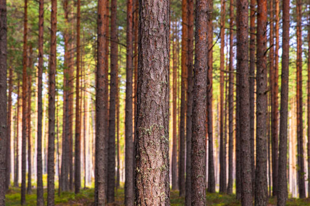 A peaceful pine forest with tall, straight tree trunks, perfect for nature lovers and forest photography. Pinus woodland. Southern Finland, Kymenlaakso, Hamina. Selective focus