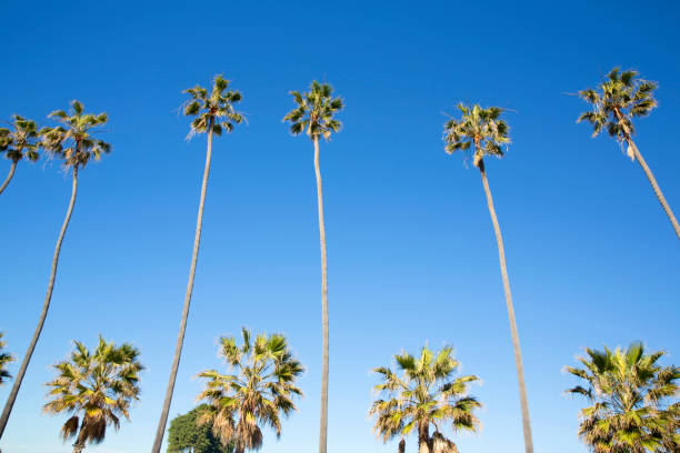 istock California, San Diego palm trees 2171807900
