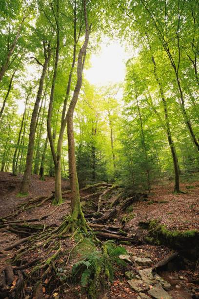 istock Lush green forest with tall trees and roots. 2171809105