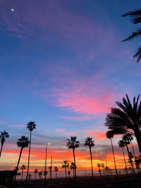 istock Palm Tree Sunset by Huntington Beach, California 2171811994