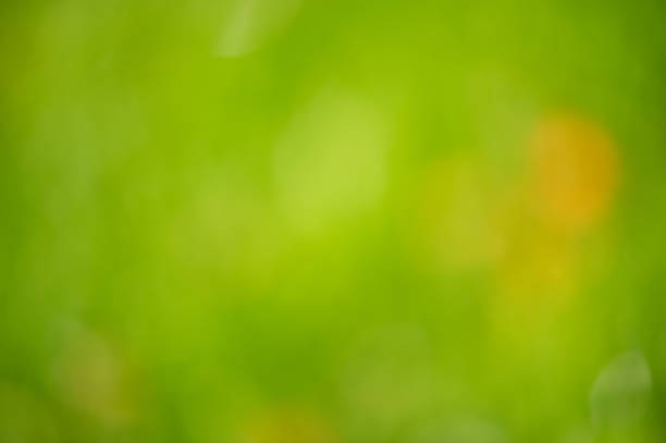 Blurred defocused natural green with yellow background