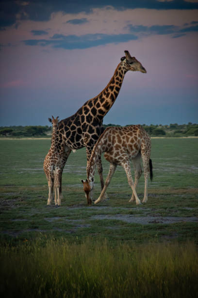 istock Giraffe family 2171813025