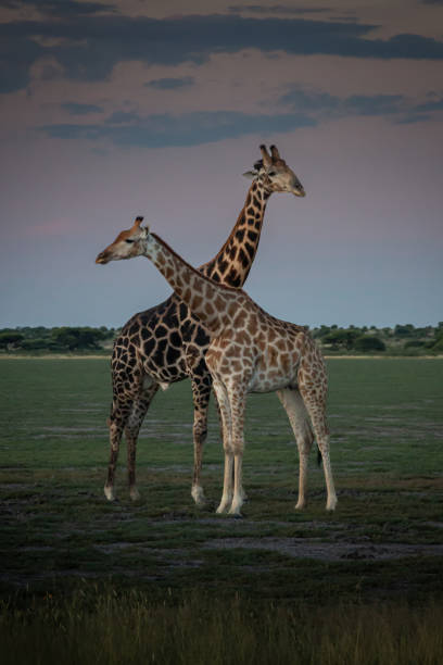 istock Giraffes with necks crossed 2171813064
