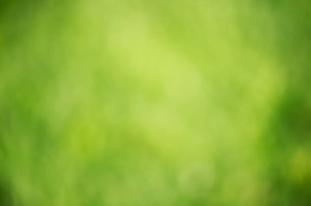 istock Green defocus light background. Natural natural defocus light, blurred lawn grass. 2171814555