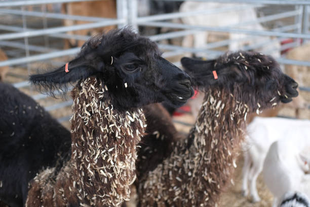 istock Alpaca at a county fair 2171828852
