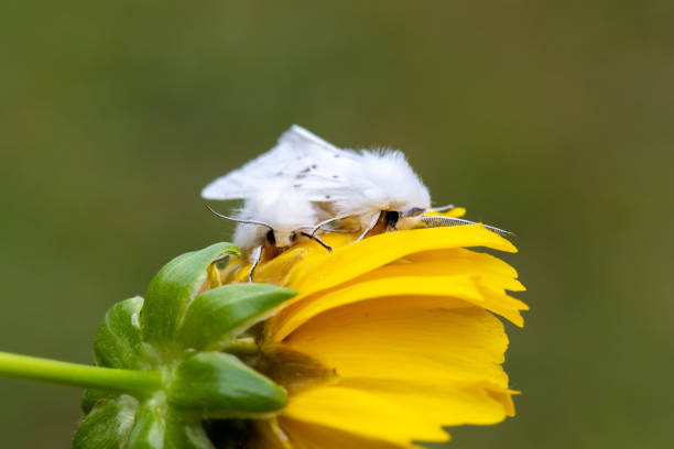 White Satin Moths, Leucoma salicis, on Coreopsis Tickseed.  Adorable little creatures whose larvae are a huge threat to trees.