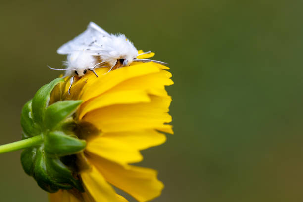 White Satin Moths, Leucoma salicis, on Coreopsis Tickseed.  Adorable little creatures whose larvae are a huge threat to trees.