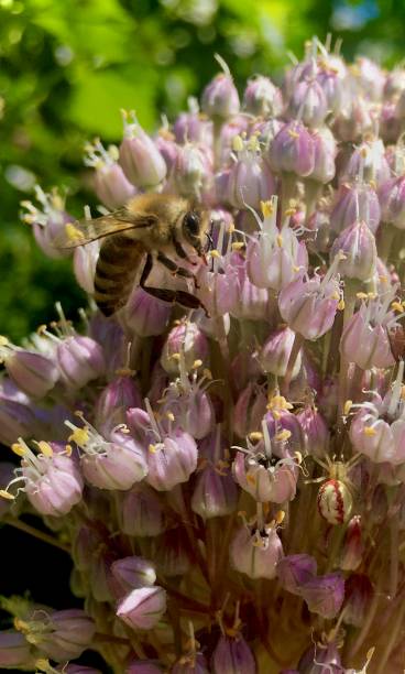 istock Bee in the flowers 2171829566