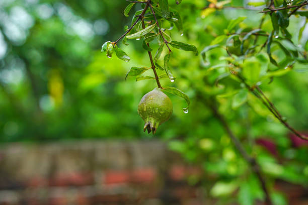 Pomegranate fruit with raindrops on a rainy day