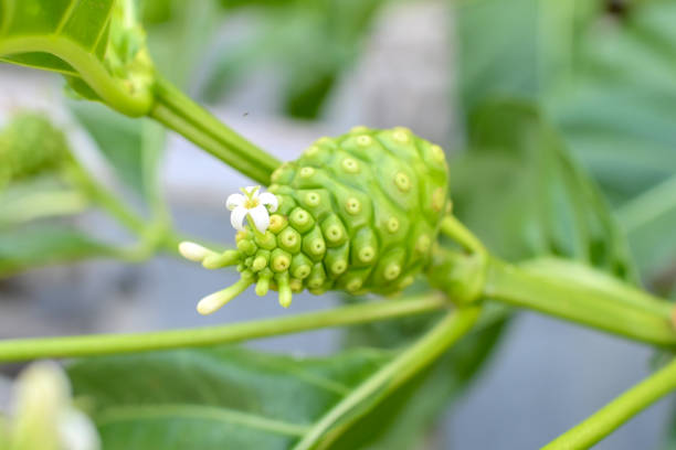a noni fruit with a small white flower blooming