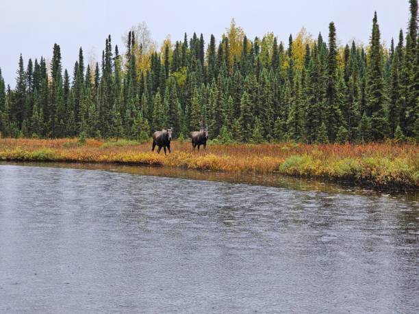 istock Two Moose by the Lake 2171835670
