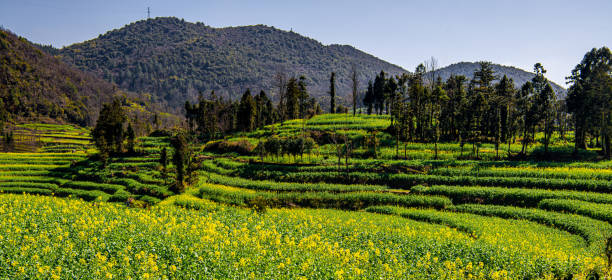 istock A hill covered with various crops in Luosi Field, Luoping China 2171837417