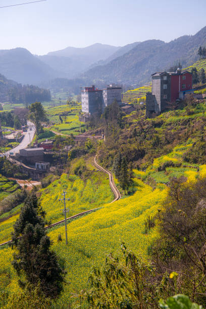 istock Vibrant yellow field with trees in Luosi Field, Luoping China 2171837431