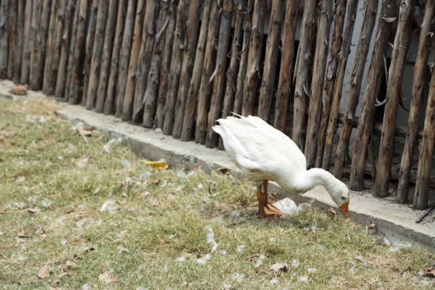 The Pekin Duck relaxing in the open farm during the daytime.