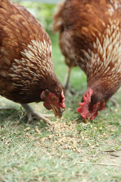 istock Farm Animal Life 2171841615