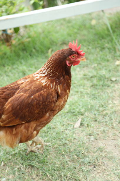 istock Farm Animal Life 2171841618
