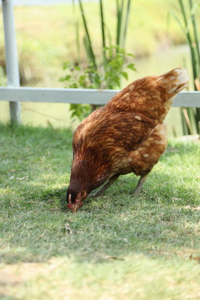 The adult chicken living in the open farm during the daytime.