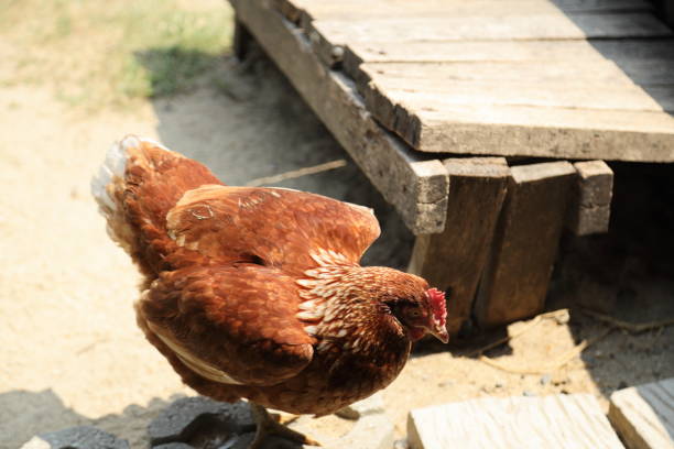 istock Farm Animal Life 2171841677
