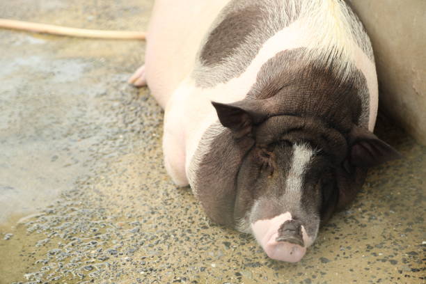 istock Farm Animal Life 2171841815