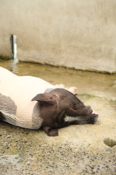 istock Farm Animal Life 2171841820