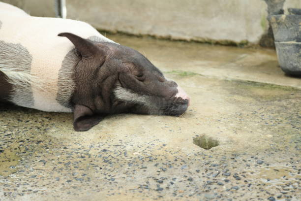 istock Farm Animal Life 2171841871