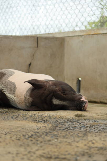 istock Farm Animal Life 2171841888
